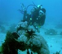 Scuba Diving at Coron Island Scuba Diving at Coron Island